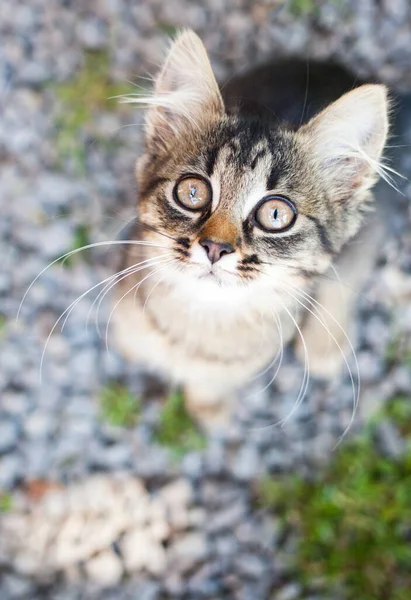 cute little cat in the garden