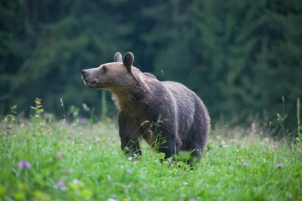 Urso Pardo Seu Habitat Natural — Fotografia de Stock