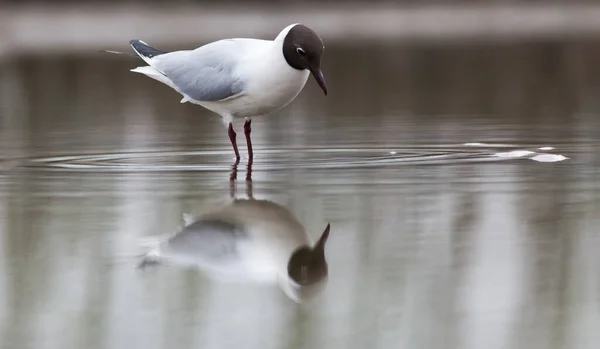 Black Headed Gull Fishing Lake — Stock Photo, Image