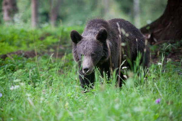 Brown Bear Its Natural Habitat — Stock Photo, Image