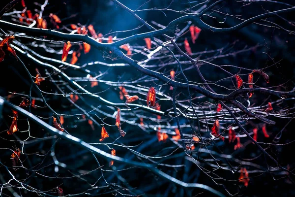 Větve Stromu Červeným Černým Pozadím — Stock fotografie