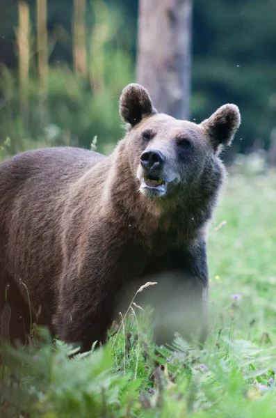 Brown Bear Its Natural Habitat — Stock Photo, Image