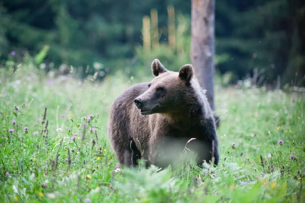 Medvěd Hnědý Svém Přirozeném Prostředí — Stock fotografie