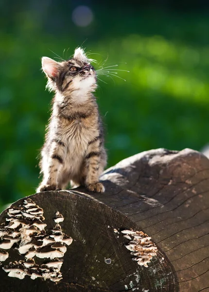 Милий Маленький Кіт Саду — стокове фото