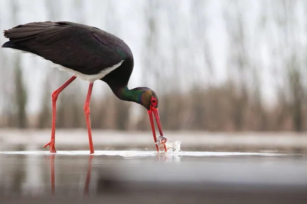 Krásný Černý Čáp Rybaření Jezeře — Stock fotografie