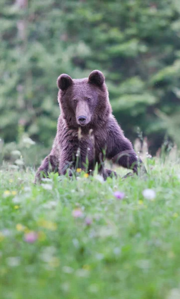 Medvěd Hnědý Svém Přirozeném Prostředí — Stock fotografie