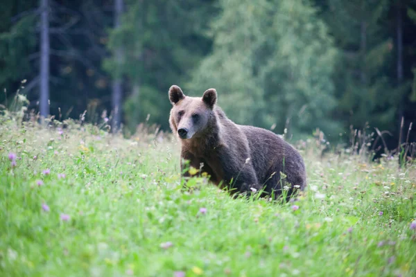 棕熊在其自然栖息地 — 图库照片