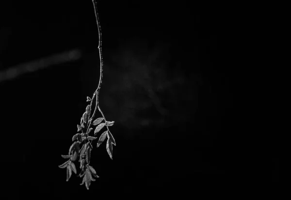 Baum Mit Einem Ast — Stockfoto