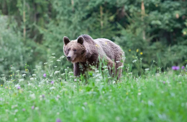 Braunbär Seinem Natürlichen Lebensraum — Stockfoto