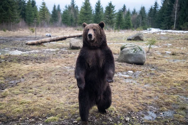 欧洲棕熊在荒野中的肖像 — 图库照片
