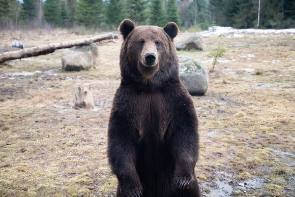 Braunbärenporträt Der Wildnis — Stockfoto