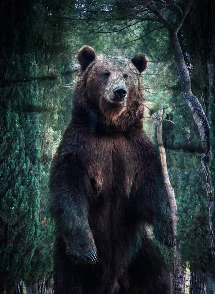 Dvojitá Expozice Medvěda Hnědého Ochrany Lesní Zvěře — Stock fotografie