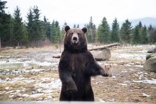 欧洲棕熊在荒野中的肖像 — 图库照片
