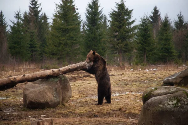 Ritratto Orso Bruno Europeo Nel Deserto — Foto Stock