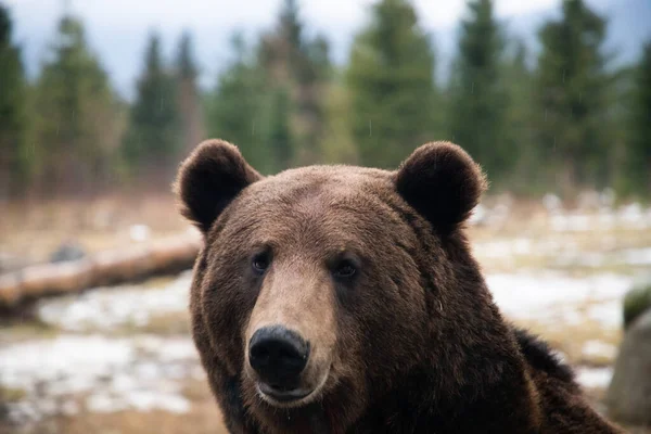 Evropský Medvěd Hnědý Portrét Divočině — Stock fotografie
