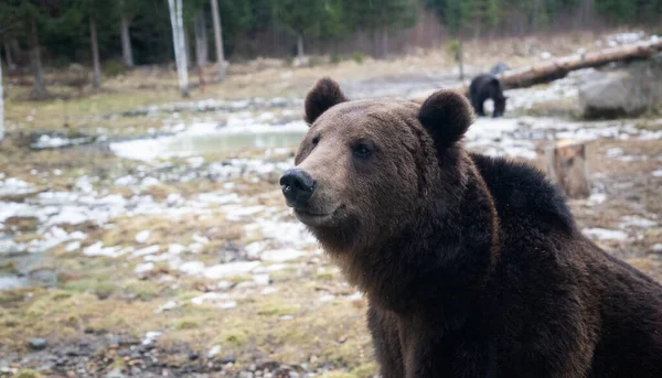 Braunbärenporträt Der Wildnis — Stockfoto