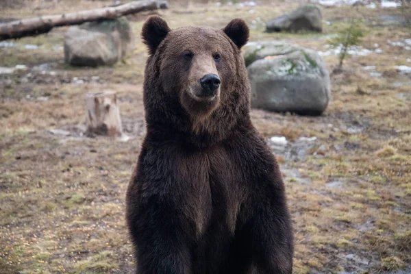 Retrato Oso Pardo Europeo Desierto —  Fotos de Stock