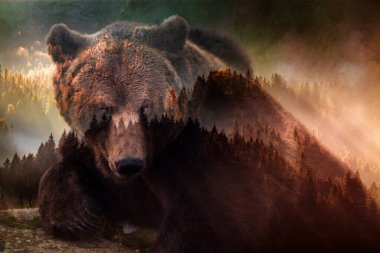 double exposure of brown bear and forest save the planet