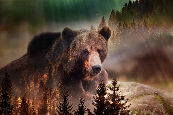 Double Exposure Brown Bear Forest Planet — 图库照片