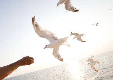 Gün doğumunda uçan martılar. Özgürlük kavramı.