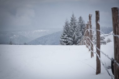 Karlı kış manzarasının Noel arkaplanı kar veya köknar ağaçlarıyla kaplı - kış büyülü bayramı