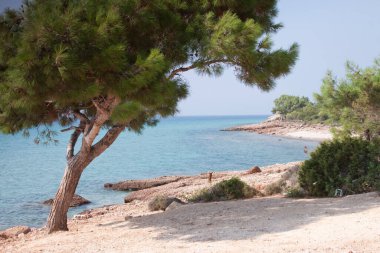 Plajlı ve ağaçlı güzel tropikal deniz 