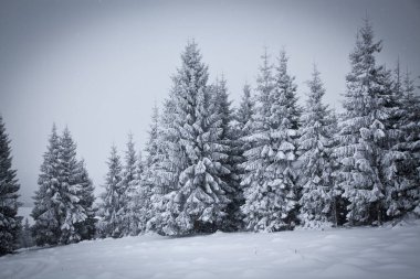 Karlı kış manzarasının Noel arkaplanı kar veya köknar ağaçlarıyla kaplı - kış büyülü bayramı