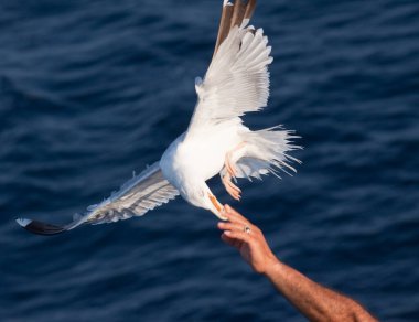 Derin mavi dalgaların üzerinde uçan güzel beyaz martı