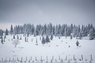 Karlı kış manzarasının Noel arkaplanı kar veya köknar ağaçlarıyla kaplı - kış büyülü bayramı