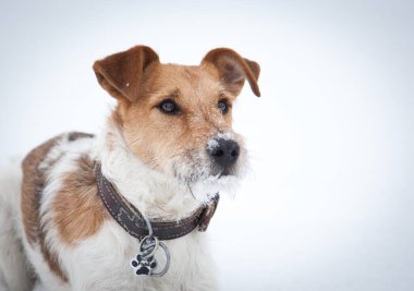 Güzel bir kış gününde taze karda oynayan mutlu tilki teriyeri.
