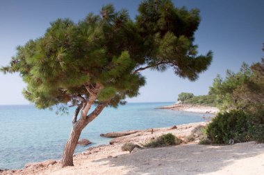Plajlı ve ağaçlı güzel tropikal deniz 