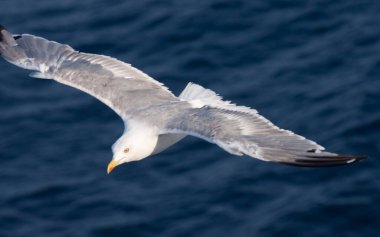 Derin mavi dalgaların üzerinde uçan güzel beyaz martı