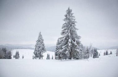 Karlı kış manzarasının Noel arkaplanı kar veya köknar ağaçlarıyla kaplı - kış büyülü bayramı