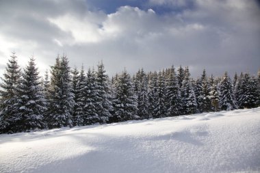 Karlı kış manzarasının Noel arkaplanı kar veya köknar ağaçlarıyla kaplı - kış büyülü bayramı