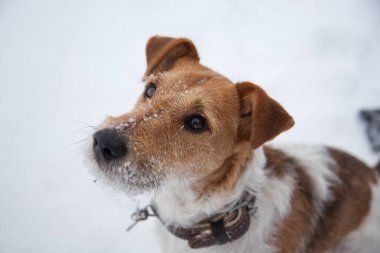Güzel bir kış gününde taze karda oynayan mutlu tilki teriyeri.