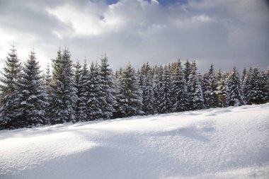 Karlı kış manzarasının Noel arkaplanı kar veya köknar ağaçlarıyla kaplı - kış büyülü bayramı