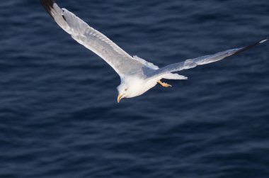 Derin mavi dalgaların üzerinde uçan güzel beyaz martı