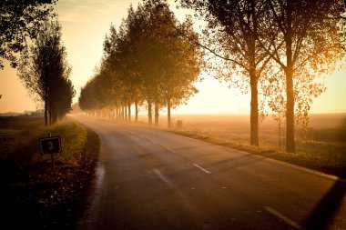 Sonbahar ormanında yol