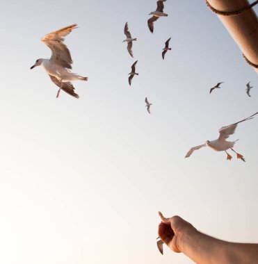 Gün doğumunda uçan martılar. Özgürlük kavramı.