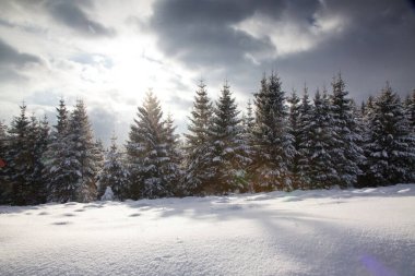 Karlı kış manzarasının Noel arkaplanı kar veya köknar ağaçlarıyla kaplı - kış büyülü bayramı