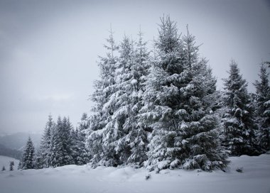 Karlı kış manzarasının Noel arkaplanı kar veya köknar ağaçlarıyla kaplı - kış büyülü bayramı