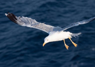 Derin mavi dalgaların üzerinde uçan güzel beyaz martı