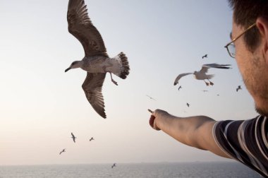 Gün doğumunda uçan martılar. Özgürlük kavramı.