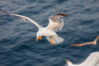 Derin mavi dalgaların üzerinde uçan güzel beyaz martı
