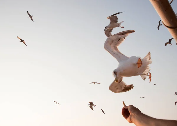 Flying seagulls in sunrise. Freedom concept.