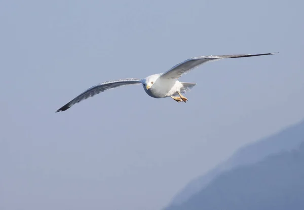 空を飛ぶカモメ — ストック写真