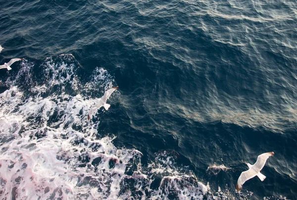 Чайка Летит Море — стоковое фото