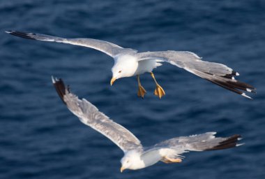 Derin mavi dalgaların üzerinde uçan güzel beyaz martı