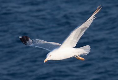 Derin mavi dalgaların üzerinde uçan güzel beyaz martı
