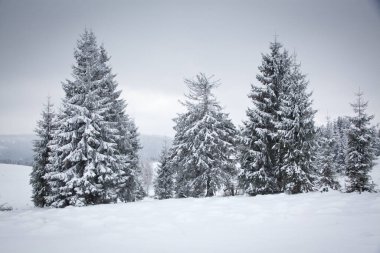 Karlı kış manzarasının Noel arkaplanı kar veya köknar ağaçlarıyla kaplı - kış büyülü bayramı